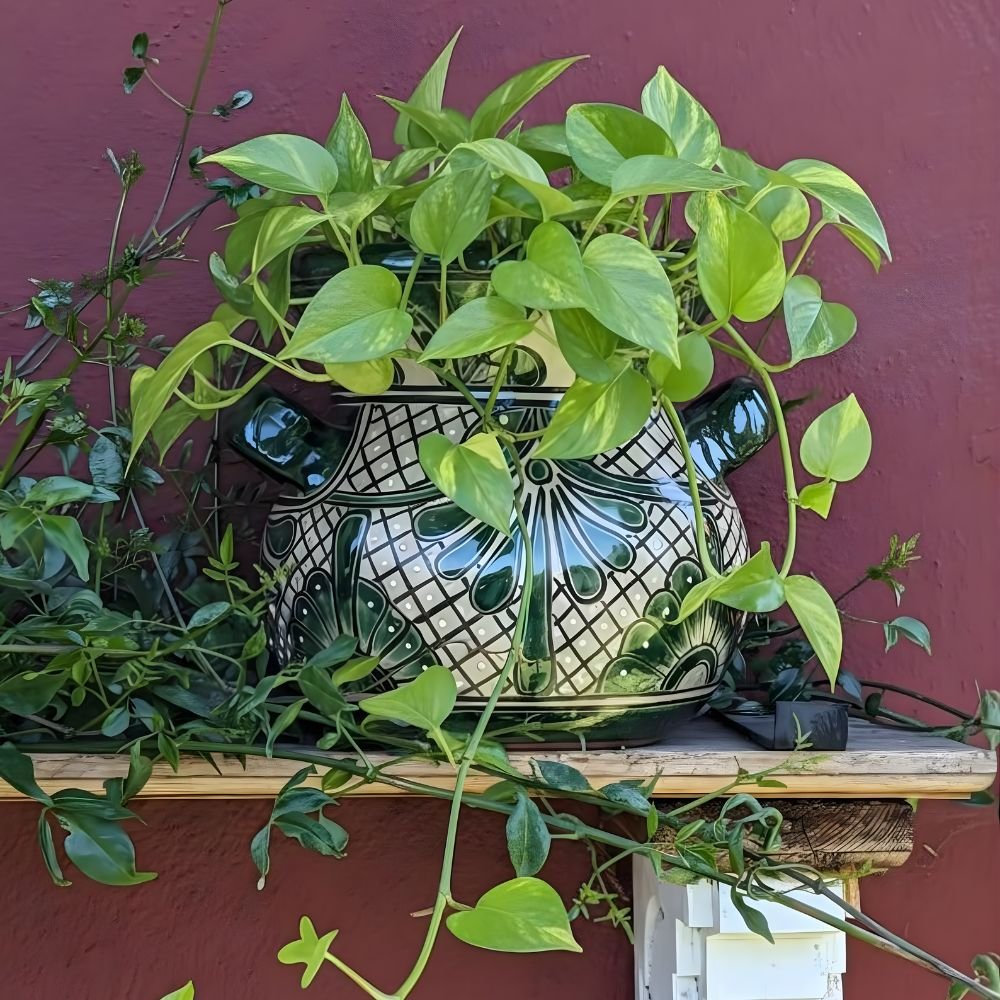 This image from harnile